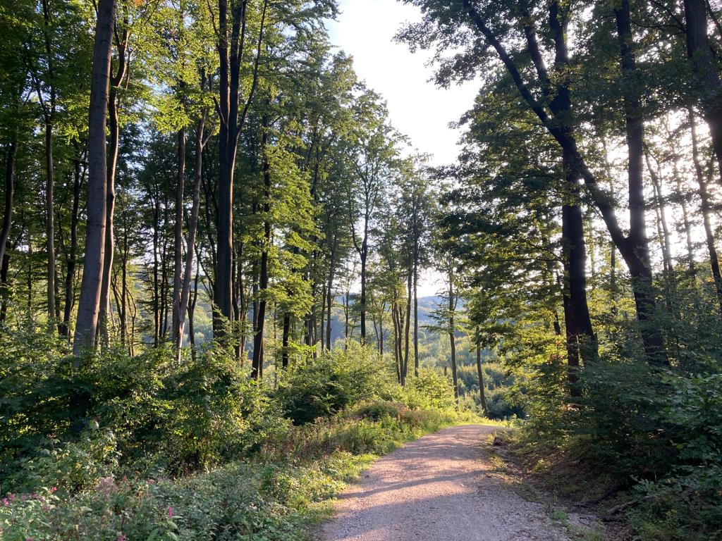 Waldweg